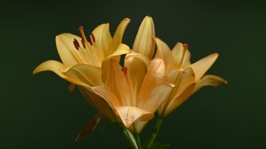 Zarif sarı zambak çiçeklerinin 4K yakın çekim videosu, zengin bir koyu arkaplan karşısında çiçek açar 