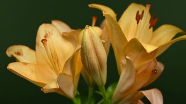 Zarif sarı zambak çiçeklerinin 4K yakın çekim videosu, zengin bir koyu arkaplan karşısında çiçek açar 