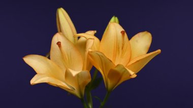 Zarif sarı zambak çiçeklerinin 4K yakın çekim videosu, zengin bir koyu arkaplan karşısında çiçek açar 