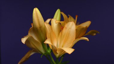 Zarif sarı zambak çiçeklerinin 4K yakın çekim videosu, zengin bir koyu arkaplan karşısında çiçek açar 