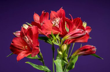 Çarpışan kırmızı Alstroemeria 'nın yakın plan görüntüsü, aynı zamanda Peru Zambakları olarak da bilinir, zengin bir mor arka plan karşısında çiçek açar.