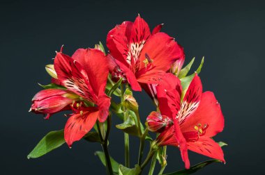 Peru Zambakları olarak da bilinen göz kamaştırıcı kırmızı Alstroemeria 'nın yakın planında parlak, koyu gri bir arkaplan var.