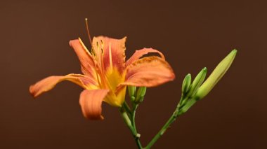 Tomurcuklu Vibrant Orange Daylily 'nin zengin bir renk arkaplanına karşı 4K yakın çekim videosu 