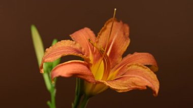 Tomurcuklu Vibrant Orange Daylily 'nin zengin bir renk arkaplanına karşı 4K yakın çekim videosu 