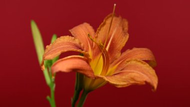 Tomurcuklu Vibrant Orange Daylily 'nin zengin bir renk arkaplanına karşı 4K yakın çekim videosu 