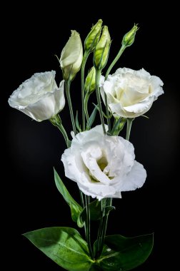 Beyaz Eustoma çiçekleri ve açılmamış tomurcuklar çarpıcı bir bileşim, güzel güzel bir zıt zıt siyah zemin