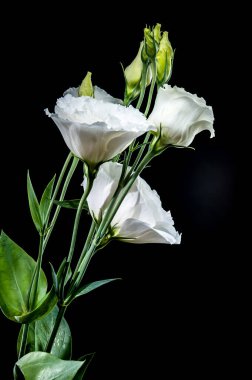 Beyaz Eustoma çiçekleri ve açılmamış tomurcuklar çarpıcı bir bileşim, güzel güzel bir zıt zıt siyah zemin