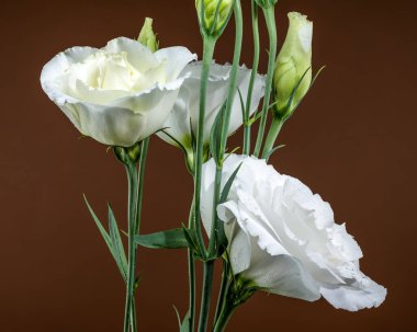 Zarif beyaz Eustoma çiçek açar ve su damlacıklarıyla kapalı tomurcuklar, sıcacık, koyu kahverengi bir arkaplanda güzelce sunulur.