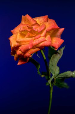 Işıldayan yağmur damlalarıyla kaplı güzel bir turuncu gül zarif bir şekilde sunulur zengin, koyu mavi bir arkaplana karşı.