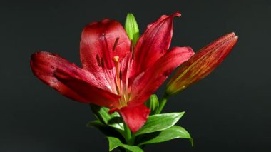 Zarif kırmızı zambak çiçeklerinin 4K yakın çekim videosu, zengin bir koyu renk arkaplan karşısında çiçek açıyor 