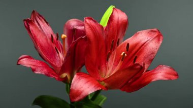 Zarif kırmızı zambak çiçeklerinin 4K yakın çekim videosu, zengin bir koyu renk arkaplan karşısında çiçek açıyor 