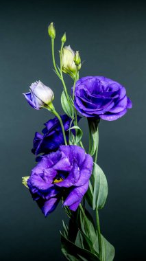 Mor Eustoma 'nın narin bir düzeni su damlacıkları ve zarif tomurcuklar ile, yumuşak gri bir arkaplanda çiçek açar.