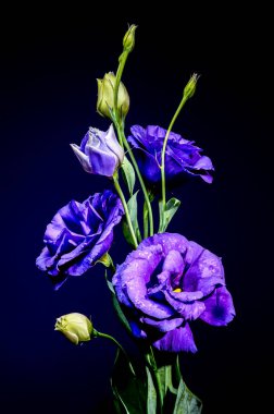 Mor Eustoma 'nın büyüleyici bir düzeni. Su damlacıkları ve zarif tomurcuklarıyla. Derin, karanlık bir arka plana karşı.