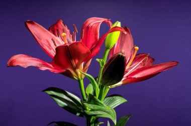 Çiçek açan iki çarpıcı kırmızı zambak ve iki tomurcuk güzel bir şekilde sunulur.