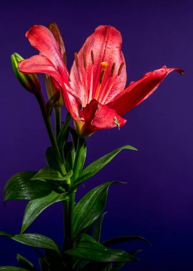 Çiçek açan iki çarpıcı kırmızı zambak ve iki tomurcuk güzel bir şekilde sunulur.