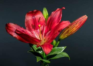 Çiçek açmış canlı kırmızı bir zambak, yanında iki tomurcuk, koyu gri bir arka plana karşı duruyor.