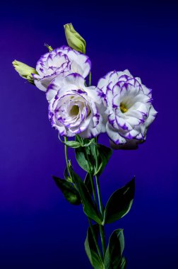 Mor kenarları ve su damlacıkları ile üç enfes beyaz Eustoma, canlı mor bir zemin üzerinde tomurcuklar eşliğinde çiçek