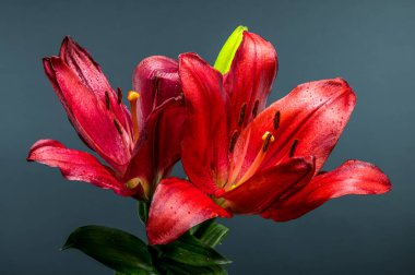 Canlı kırmızı bir zambak, tek bir tomurcuk eşliğinde, soluk gri bir arkaplanda belirgin bir şekilde duruyor.