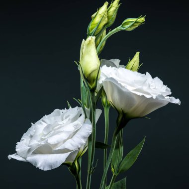 Beyaz Eustoma 'nın zarif bir görüntüsü serpilmiş ve sıkıca kapatılmış tomurcuklar sofistike, koyu gri bir arka plana karşı.