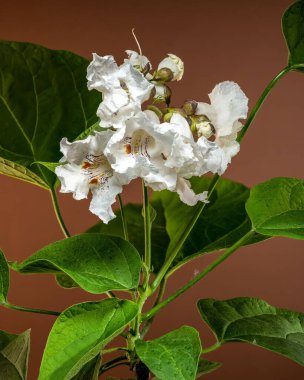 Zarif beyaz Katalpa spesiyosa çiçekleri, çarpıcı detaylarla yakalanmış belirgin mor ve sarı işaretli.