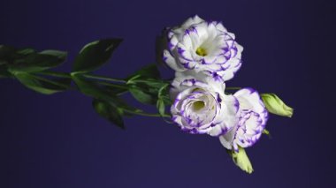 Zarif Beyaz ve Mor Eustoma çiçeklerinin 4K dikey videosu zengin bir karşıtlık renk arkaplanına karşı çiçek açar 