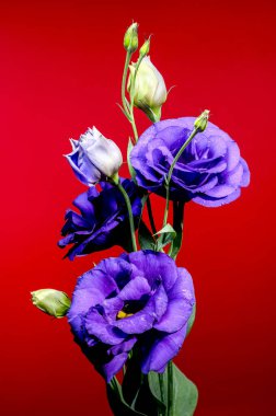 Mor Eustoma 'nın çarpıcı bir düzeni su damlacıkları ve zarif tomurcuklar ile koyu kırmızı bir zemin oluşturur.