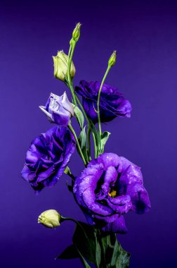 Mor rengin çarpıcı bir düzeni su damlacıkları ve zarif tomurcuklar ile canlı mor bir arkaplan karşısında çiçek açar.