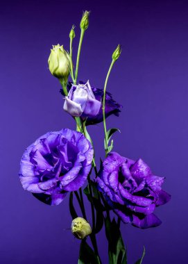 Mor rengin çarpıcı bir düzeni su damlacıkları ve zarif tomurcuklar ile canlı mor bir arkaplan karşısında çiçek açar.