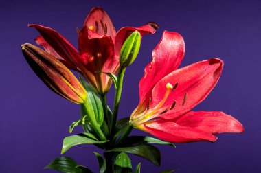 Çiçek açan iki çarpıcı kırmızı zambak ve iki tomurcuk güzel bir şekilde sunulur.