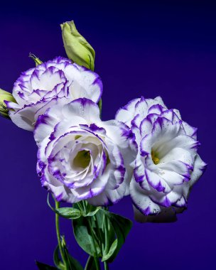 Mor kenarları ve su damlacıkları ile üç enfes beyaz Eustoma, canlı mor bir zemin üzerinde tomurcuklar eşliğinde çiçek