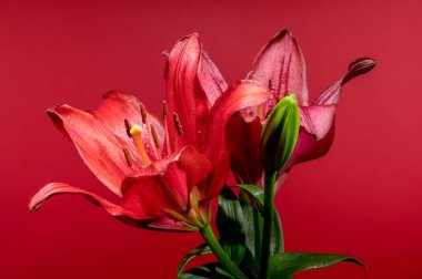 Narin su damlacıklarıyla süslenmiş iki kalın kırmızı zambak canlı kırmızı bir arkaplanda zarif bir şekilde sergileniyor.