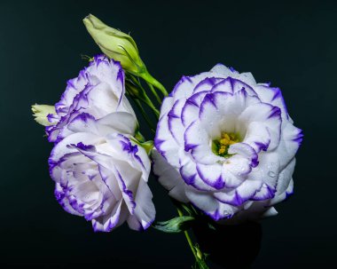 Mor kenarları ve su damlacıkları ile birlikte koyu bir zemin üzerinde iki nefis beyaz Eustoma çiçek