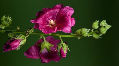 Zarif Pembe Malva Çiçekleri 'nin dikey video görüntülerini zengin bir karşıtlık arkaplanına karşı yakın plan 4K görüntüsü 