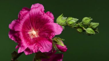 Zarif Pembe Malva Çiçekleri 'nin dikey video görüntülerini zengin bir karşıtlık arkaplanına karşı yakın plan 4K görüntüsü 