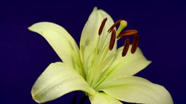 Su damlacıklarıyla süslenmiş parlak yeşil bir zambak 4K video, derin, karanlık bir arkaplanda göze çarpıyor 