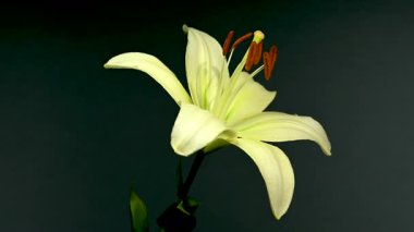 Su damlacıklarıyla süslenmiş parlak yeşil bir zambak 4K video, derin, karanlık bir arkaplanda göze çarpıyor 