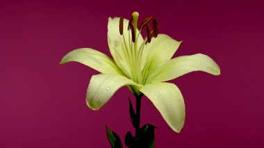 Su damlacıklarıyla süslenmiş parlak yeşil bir zambak 4K video, derin, karanlık bir arkaplanda göze çarpıyor 