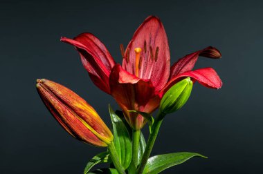 Çiçek açmış canlı kırmızı bir zambak, yanında iki tomurcuk, koyu gri bir arka plana karşı duruyor.