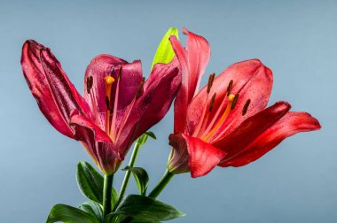 Canlı kırmızı bir zambak, tek bir tomurcuk eşliğinde, soluk gri bir arkaplanda belirgin bir şekilde duruyor.