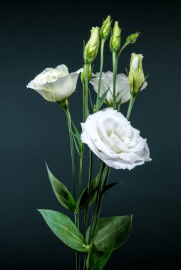 Beyaz Eustoma 'nın zarif bir görüntüsü serpilmiş ve sıkıca kapatılmış tomurcuklar sofistike, koyu gri bir arka plana karşı.