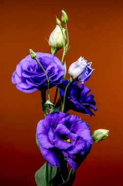 Mor Eustoma 'nın büyüleyici bir düzeni. Su damlacıkları ve zarif tomurcuklar ile sıcak kahverengi bir arkaplan karşısında çiçek açıyor.