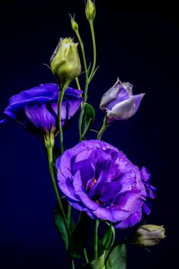 Mor Eustoma 'nın büyüleyici bir düzeni. Su damlacıkları ve zarif tomurcuklarıyla. Derin, karanlık bir arka plana karşı.