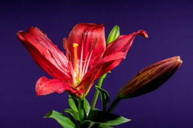 Çiçek açan iki çarpıcı kırmızı zambak ve iki tomurcuk güzel bir şekilde sunulur.