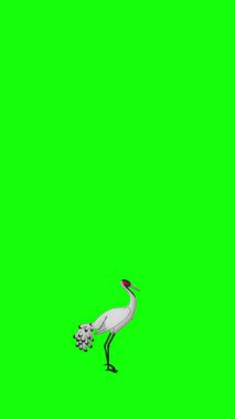Beyaz vinç. El yapımı 2D animasyon 4K görüntü yeşil ekranda izole edildi. Video düzenleme, vahşi yaşam projeleri veya kuş temalı yaratıcı çalışmalar için dikey görüntüler