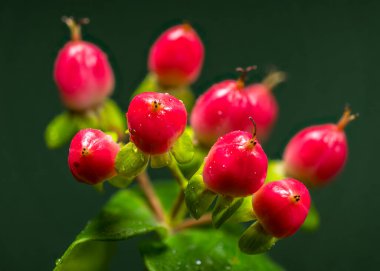 Işıldayan su damlacıklarıyla süslenmiş kırmızı hiperikum dutları kümesi, koyu yeşil bir zemin üzerinde duruyor.