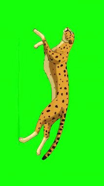 Koşan Çita. El yapımı 2D animasyon HD döngülü görüntüler yeşil ekranda izole edildi. Video düzenleme ve vahşi yaşam projeleri için dikey görüntüler