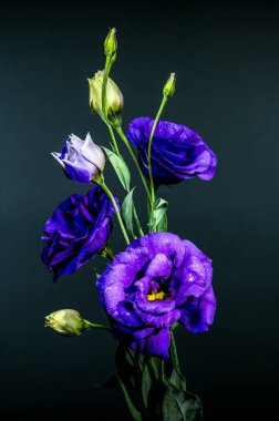 Mor Eustoma 'nın narin bir düzeni su damlacıkları ve zarif tomurcuklar ile, yumuşak gri bir arkaplanda çiçek açar.