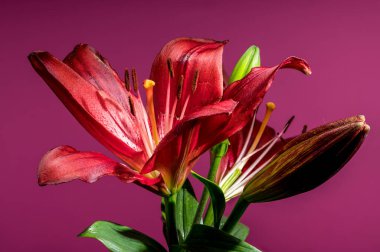 Çiçek açmış iki çarpıcı kırmızı zambak ve iki tomurcuk canlı pembe bir arkaplan karşısında güzelce sunuluyor.