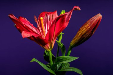 Çiçek açan iki çarpıcı kırmızı zambak ve iki tomurcuk güzel bir şekilde sunulur.