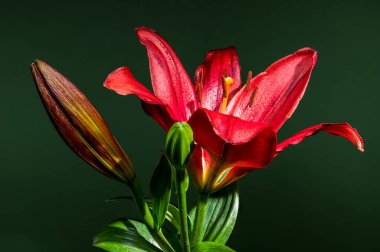 Çiçek açmış çarpıcı bir kırmızı zambak, iki tomurcukla birlikte, koyu yeşil bir arkaplanda görkemli bir şekilde duruyor.